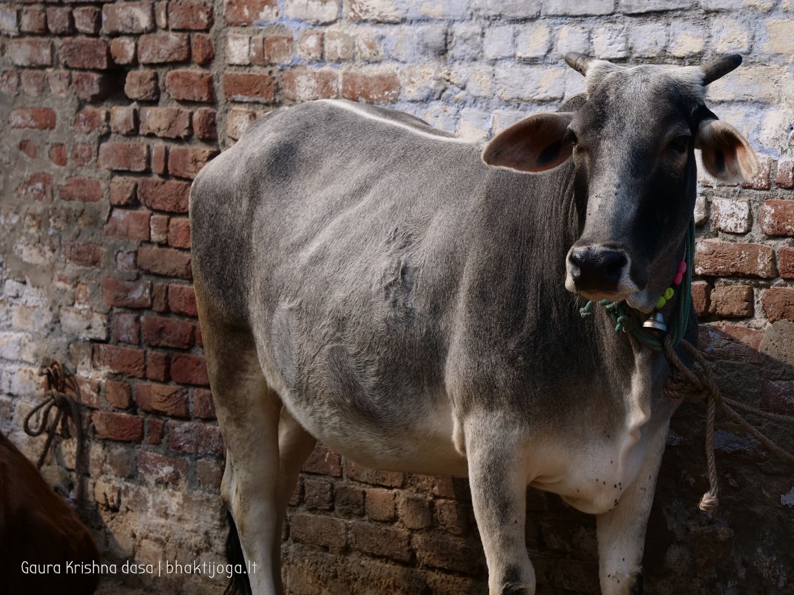  Varshana parikrama and preaching. 2019.12.10